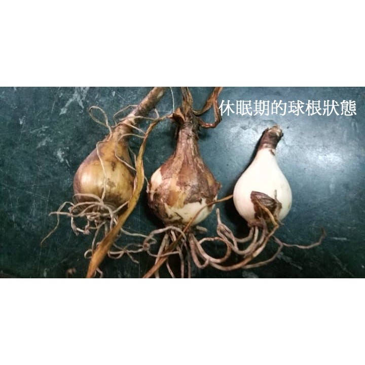 紅花石蒜彼岸花曼珠沙華 蝦皮購物