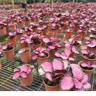 ☈綠玫☈室內植物☈紅玫瑰竹芋☈6吋盆☈高約10-20cm