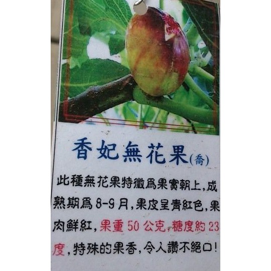 香妃無花果 枝條 無花果枝條 超甜 肥料 園藝 果樹  果苗 堆肥    三芽一根起 不分長短粗細 出貨一律不退，生命寶