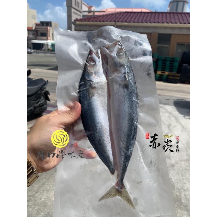【澎湖直送🔥】澎湖鯖魚(青花)150-200g