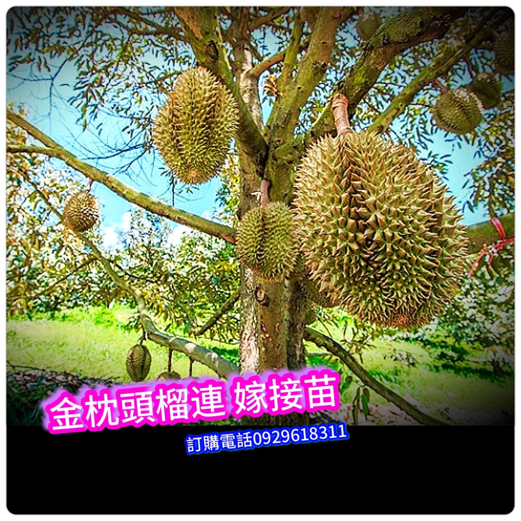 金刺 優惠推薦 22年11月 蝦皮購物台灣