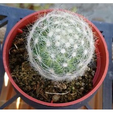3寸盆香花丸仙人掌多肉植物綠化植物室內植物 蝦皮購物