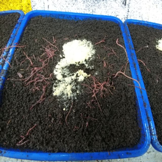 紅蚯蚓 活體 可當飼料 清理家中果皮