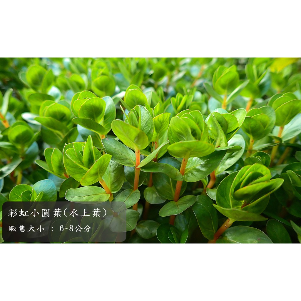 彩虹小圓葉水草 水上葉 10株 元 蝦皮購物