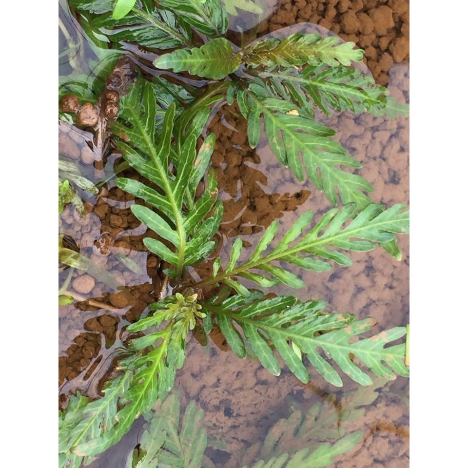 聖甲蟲 水上葉 預購商品非現貨 請先提問 破盤大特價 蝦皮購物