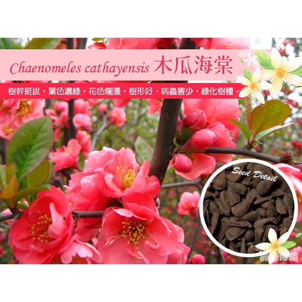 木瓜海棠 盆栽 海棠種子 木桃 毛葉木瓜 振華育苗 挑戰網路最低價 蝦皮購物
