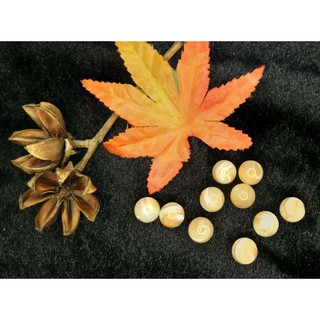 硨磲 黃金硨磲 硨磲珠 太極硨磲 散珠 手珠 11mm