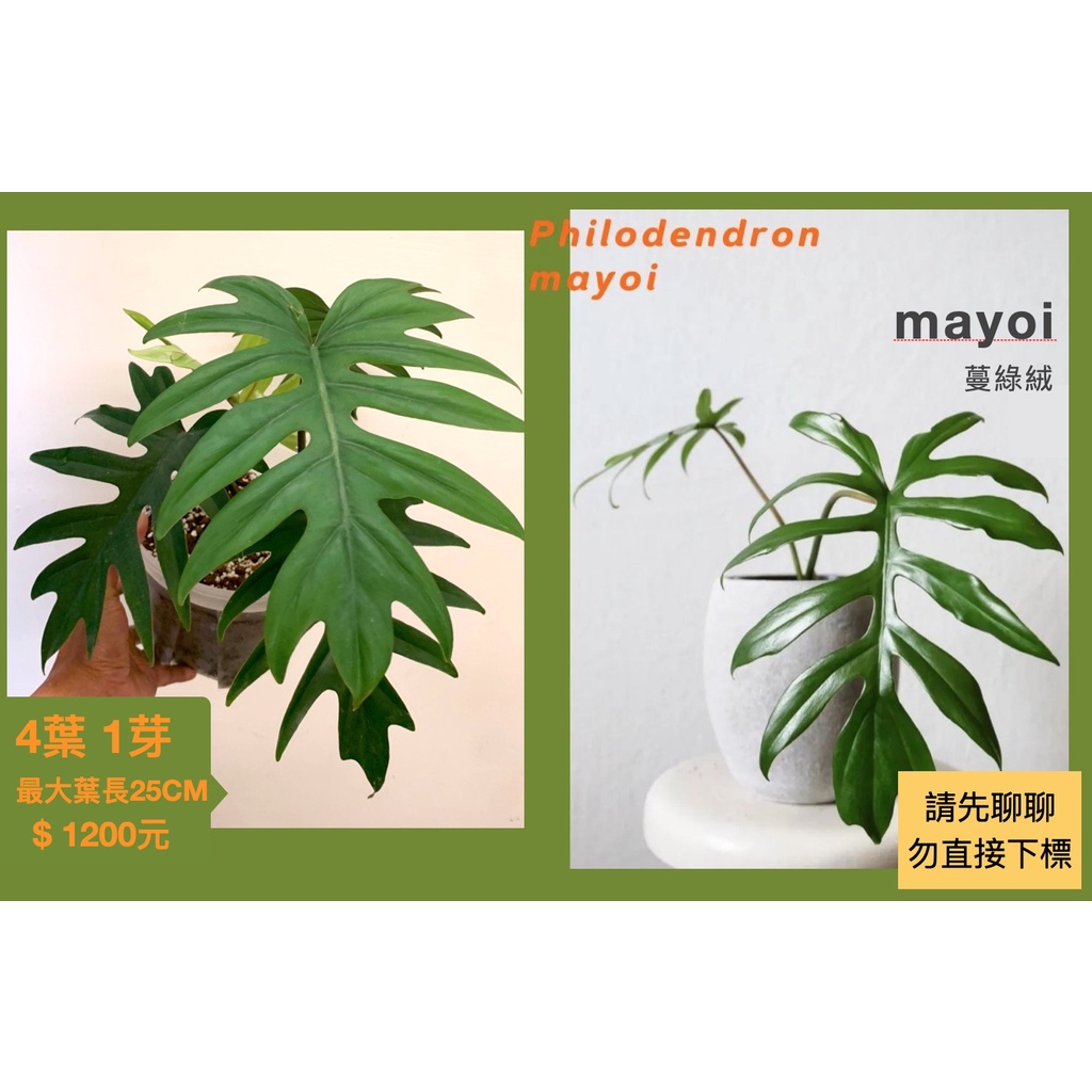 【鹿過植栽】 mayoi蔓綠絨 philodendron mayoi