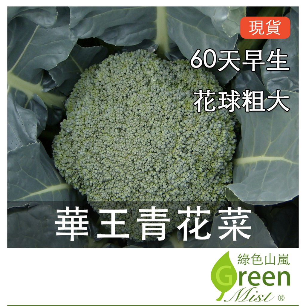 發票現貨- 華王青花菜 (25顆種子)  青花菜種子 青花椰菜種子 青花椰菜 蔬菜種子【綠色山嵐】