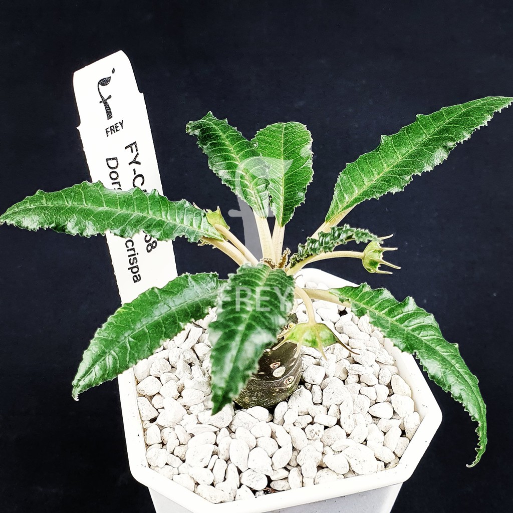 Fy Cax0058 Dorstenia Crispa 小苗 綿葉琉桑 臭琉桑多肉植物 塊根塊莖 琉桑屬 蝦皮購物