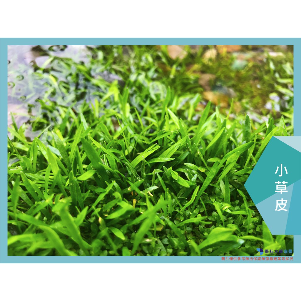 墨耘水草 小草皮 巴西利 水中葉 1盆 散裝約8cm 100元前景不需co2 新手級水族 蝦皮購物