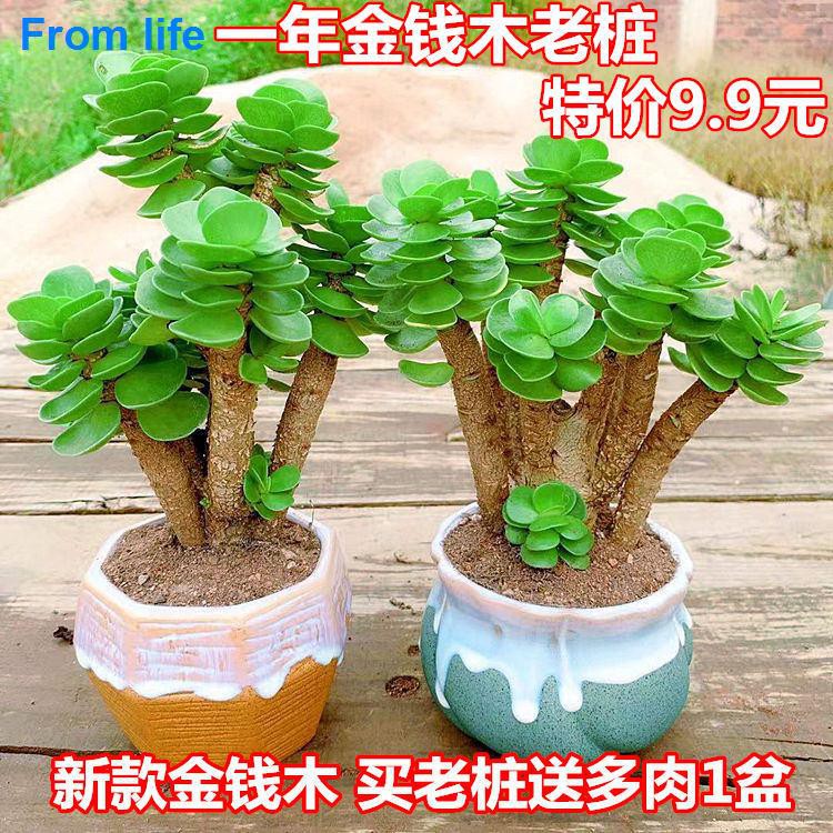 多肉植物金錢木大老樁 金錢木老樁 陶瓷花盆 營養土 帶盆栽好發 蝦皮購物