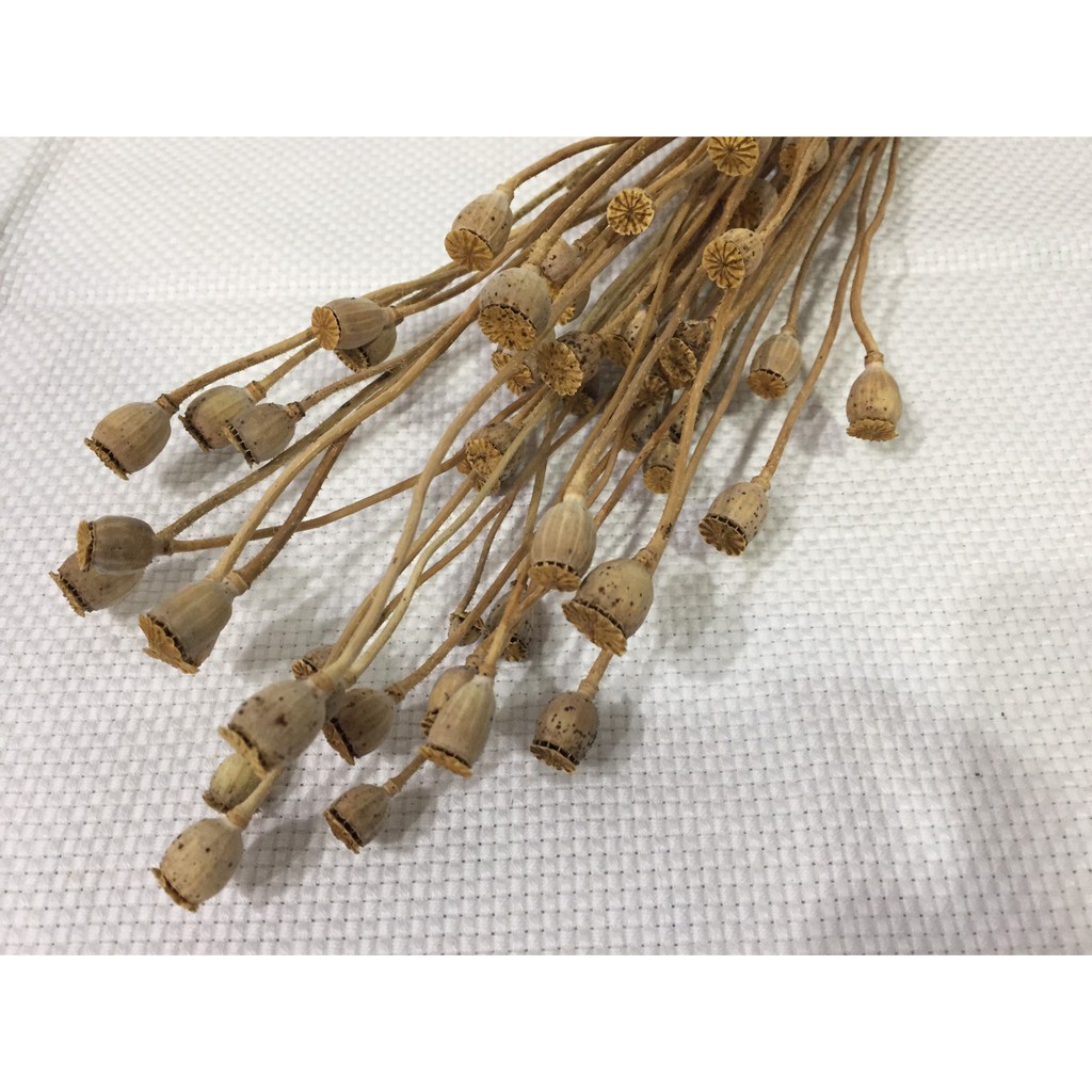 大地農園罌粟果實 原色 乾燥花 蝦皮購物