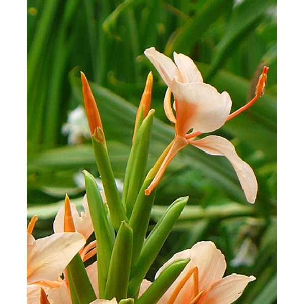 花囍園 香草觀賞植物 野薑花 橘 薑科 群聚潮濕的地方 6吋高約40 50cm 蝦皮購物