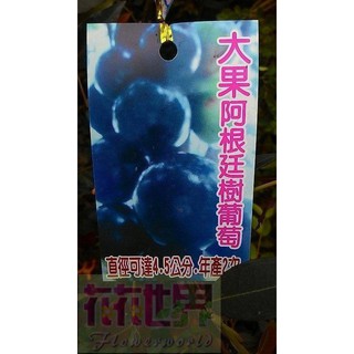 水果苗 大果阿根廷樹葡萄 6吋盆高30-40cm果實碩大【花花世界玫瑰園】