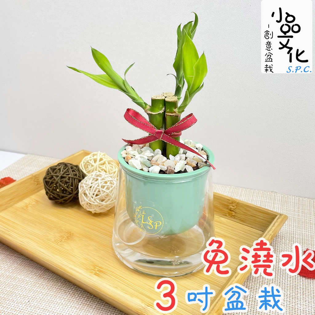 植物盆栽開運竹富貴竹 Findprice 價格網22年8月購物推薦
