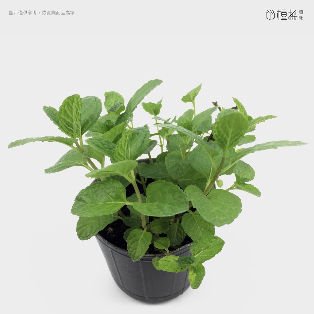 種苗 香草薄荷苗 蝦皮購物
