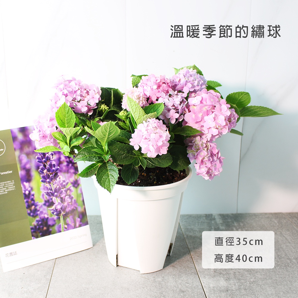 森林有塊田 繡球花盆栽 無盡夏品種 天然防治 附肥料 植物滿意保證 陽光植物 蝦皮購物