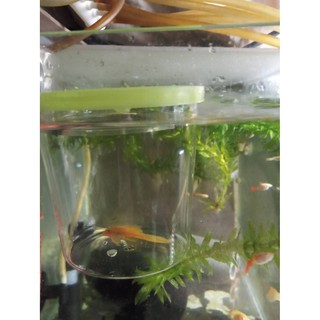 水族園藝小舖 各式水族活餌 綠水製造 馬來螺 甜筒螺 錐實螺 囊螺 石螺 蘋果螺 羊角螺 淡水螺類 除藻小