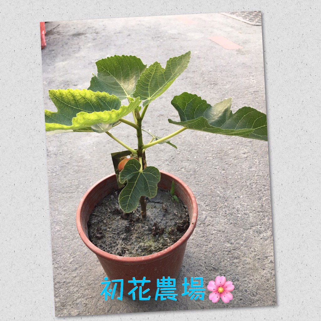 初花農場|大果無花果、雅典娜無花果、以色列無花果、斯特拉無花果、金傲芬(特大果)無花果、阿爾貝克無花果、|5寸盆
