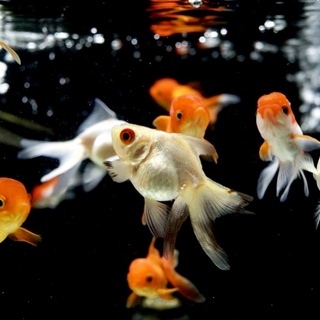 皇家水族 金魚 小紅帽金魚玉如意金魚紅白獅頭琉金獅頭小紅帽水族金魚魚飼料活餌 蝦皮購物