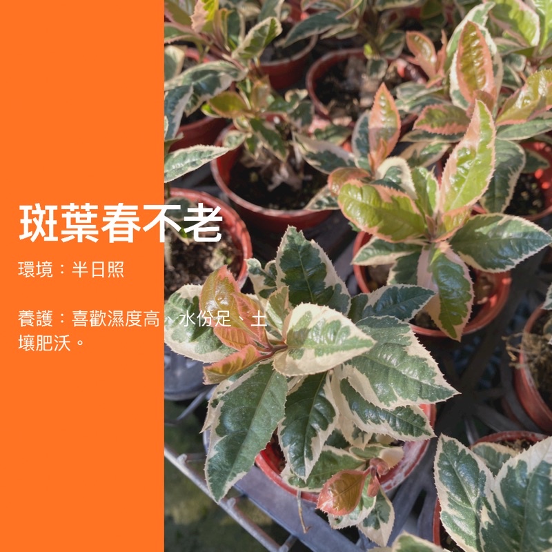 【觀葉魔人】斑葉春不老 紫金牛 觀葉植物 網紅植物 室內植物 綠化盆栽 陽台植物