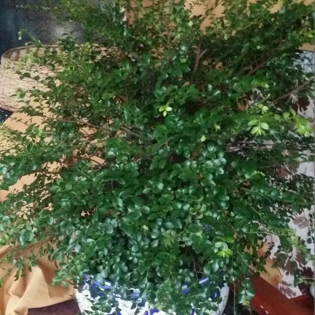 小葉紫檀觀賞盆栽 樹幹粗壯 葉片健美 蝦皮購物