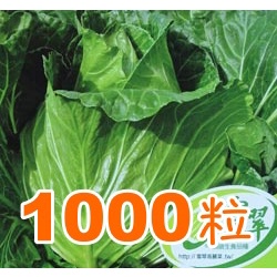 【全館590免運】雪翠2號甘藍(高麗菜)種子-適生食-約1000粒原裝