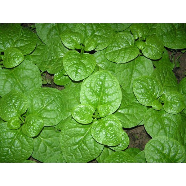 蔬菜種子s139 大葉皇宮菜 落葵 0顆種子 葉片大 肥厚 無纖維 蔓性生長栽培容易 採收期長 週年均可栽培 蝦皮購物