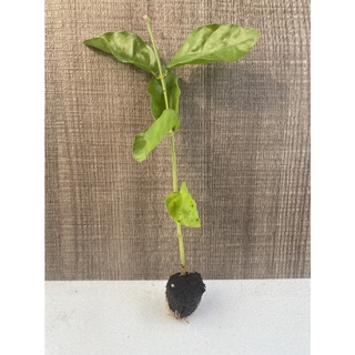 茉莉花苗 比價撿便宜 優惠與推薦 22年5月