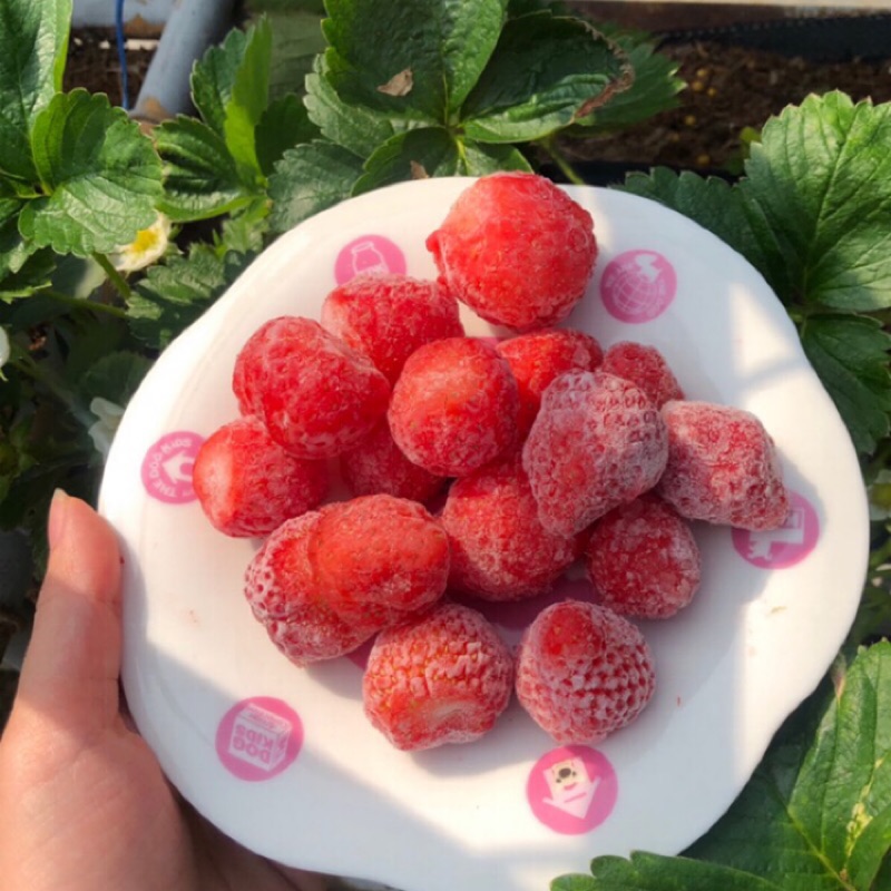 慶豐高架草莓 NG果冷凍草莓