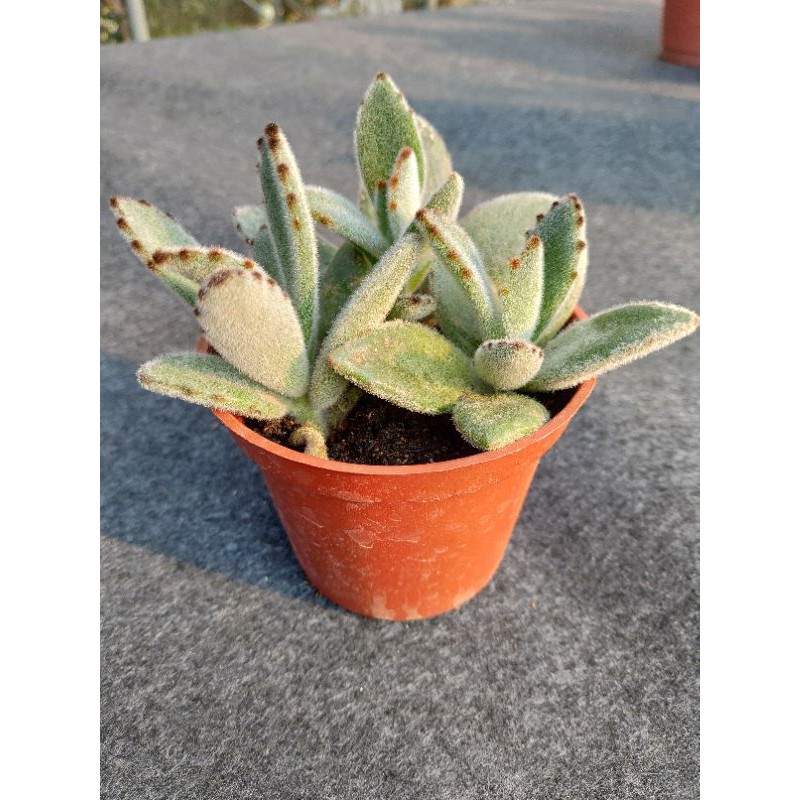 🌵🌵多肉植物🌵🌵月兔耳🌵🌵