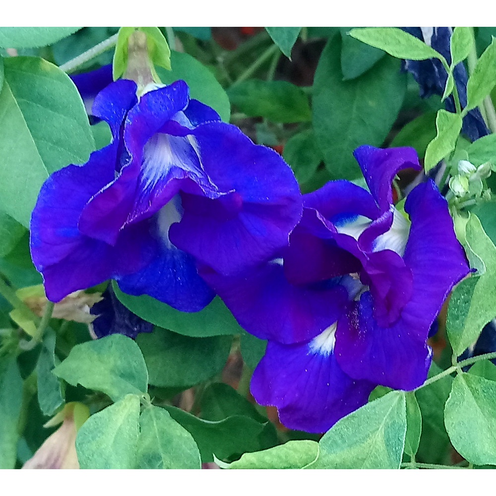 蝶豆花種子的價格推薦 22年6月 比價比個夠biggo