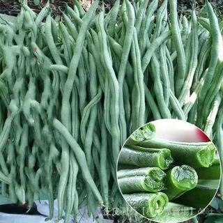 種子夯四季豆種子 無筋四季豆搭架種子 高產蕓豆種子 農家四季蔬菜種籽 fcJw