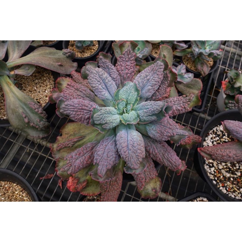 Sandra Garden 多肉植物。紫藍金剛。大捲肉。砍頭大肉