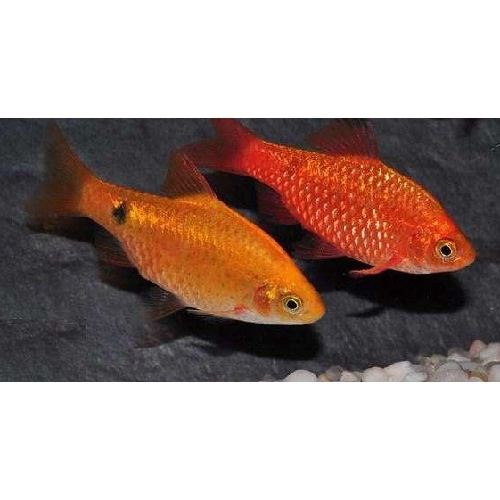 鯽魚飼料的價格推薦 22年4月 比價比個夠biggo