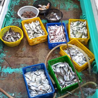 免運費 防疫魚蝦隨機箱 00 蝦皮購物