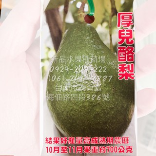 酪梨苗嫁接苗加林一號 黑美人 紅心圓 金力士 厚兒 秋可 哈斯 嘉選二號 三號 四號 章安 十月紅 利得 露拉