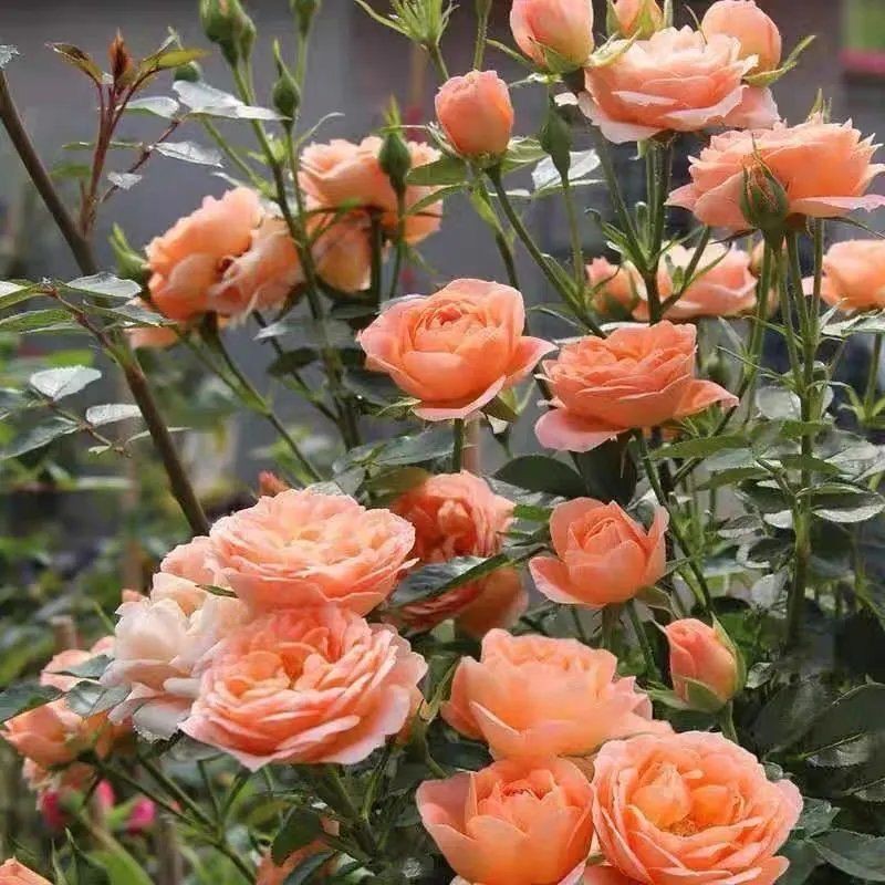 爬藤薔薇花種子重瓣爬藤植物花卉種子薔薇月季玫瑰種子 蝦皮購物