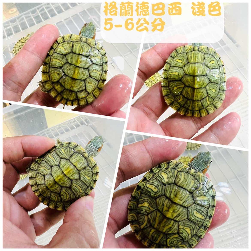 格蘭德巴西淺色模型5 6公分 蝦皮購物