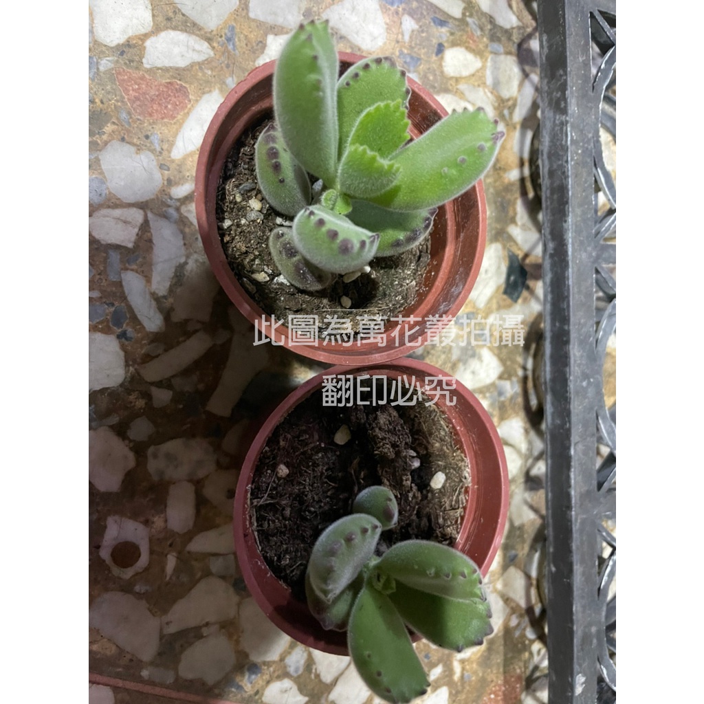 萬花叢 多肉植物 熊童子 3吋盆 療癒小物 蝦皮購物