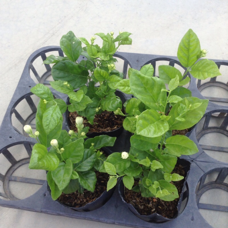 樹苗 重瓣茉莉花苗盆 蝦皮購物