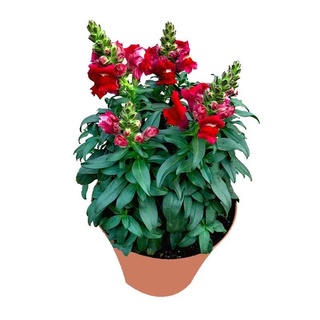 1元1粒 3款 超稀有金魚草獅子花草庭院陽台盆栽景觀綠化花海花期長四季易種 蝦皮購物