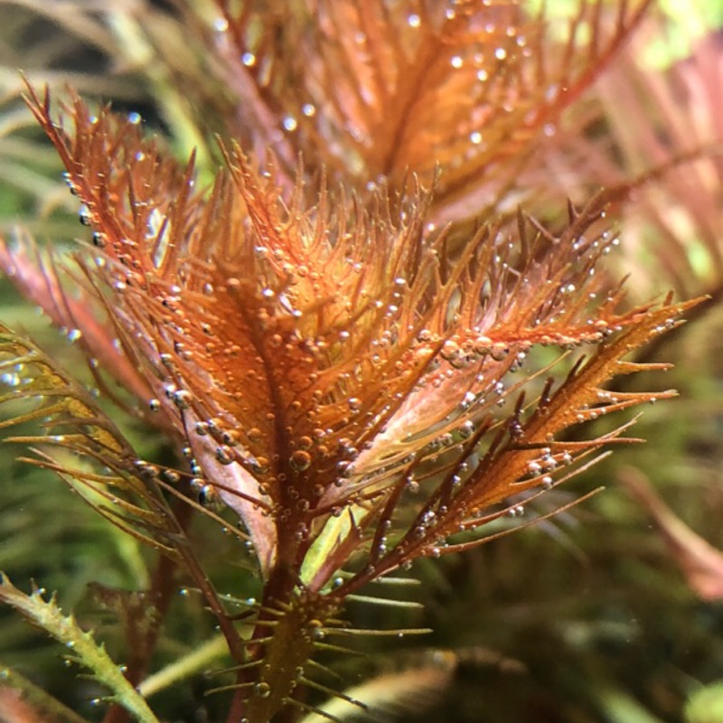 水草控 紅雨傘水草陽性草水中葉 蝦皮購物