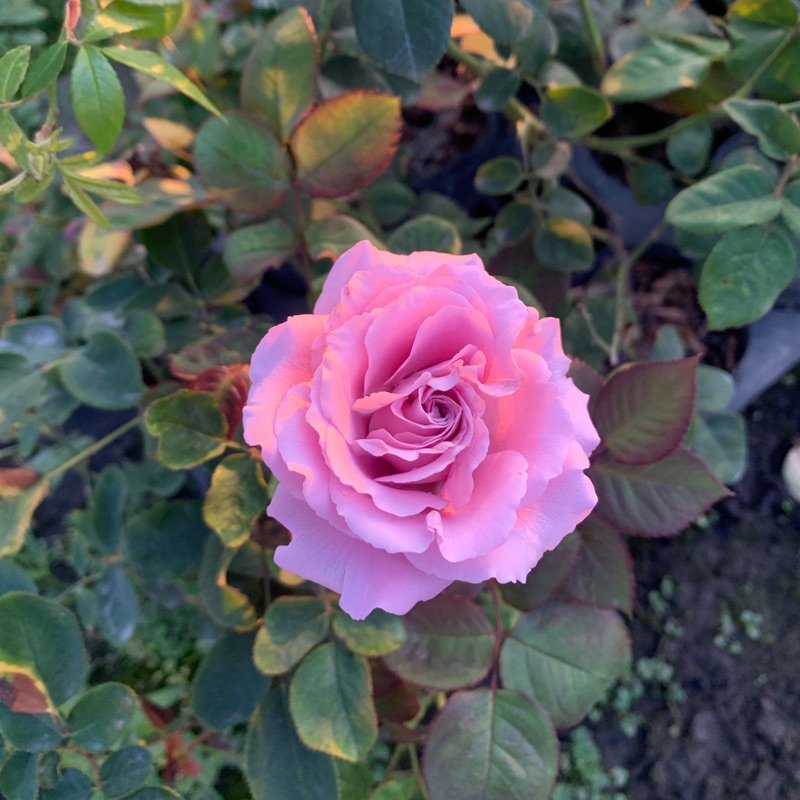 紫星 玫瑰薔薇月季三寸半苗自產自銷 蝦皮購物