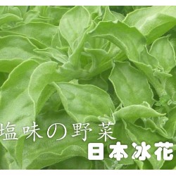 【全館590免運】日本冰菜(水晶冰花)種子
