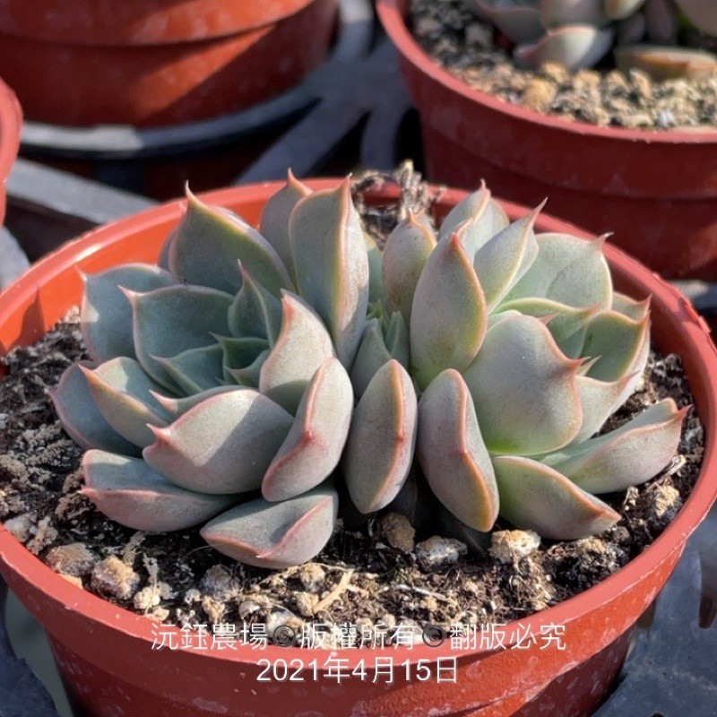 沅鈺農場多肉植物玫瑰夫人 蝦皮購物