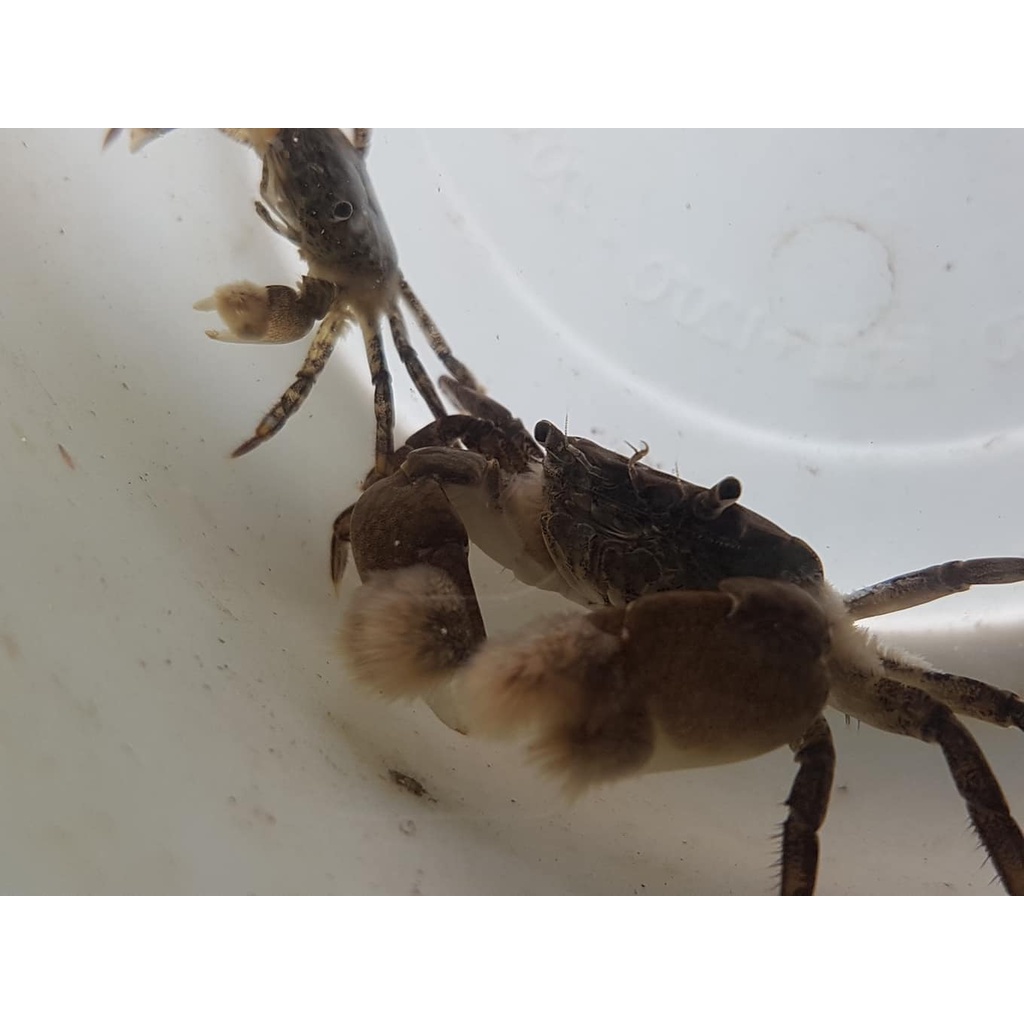 螃蟹飼料 優惠推薦 21年11月 蝦皮購物台灣