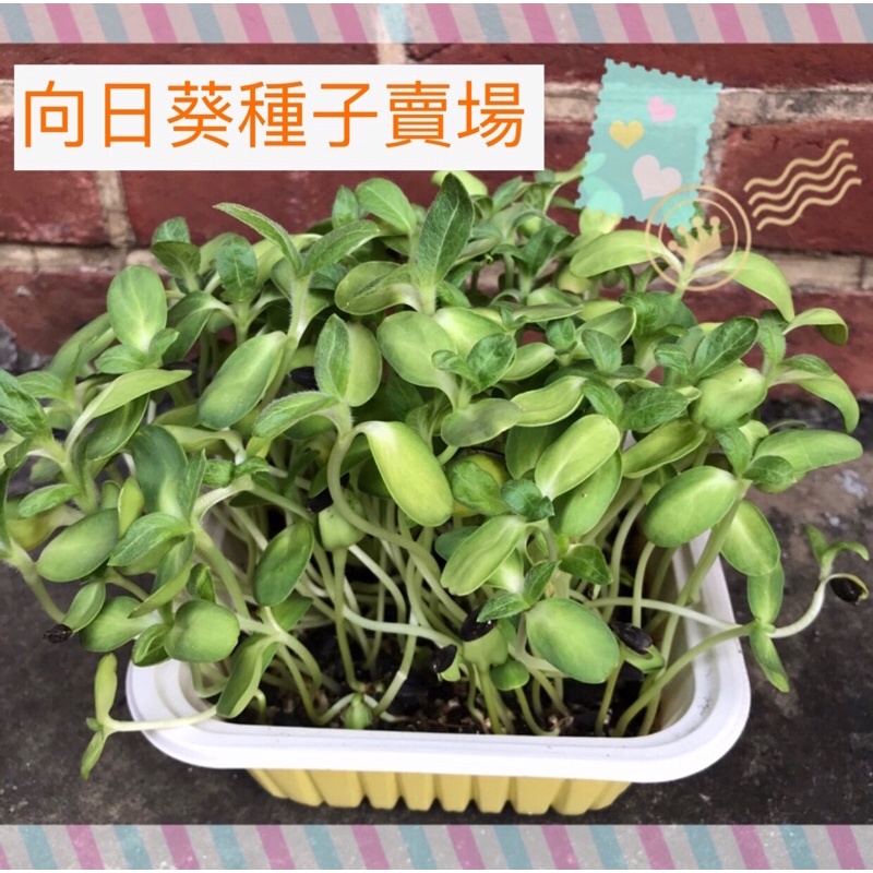 Moni青青草原🌱向日葵 種子 貓草 牧草  小麥草 大麥草 黑燕麥 小麥 大麥 蕎麥 向日葵 芽菜