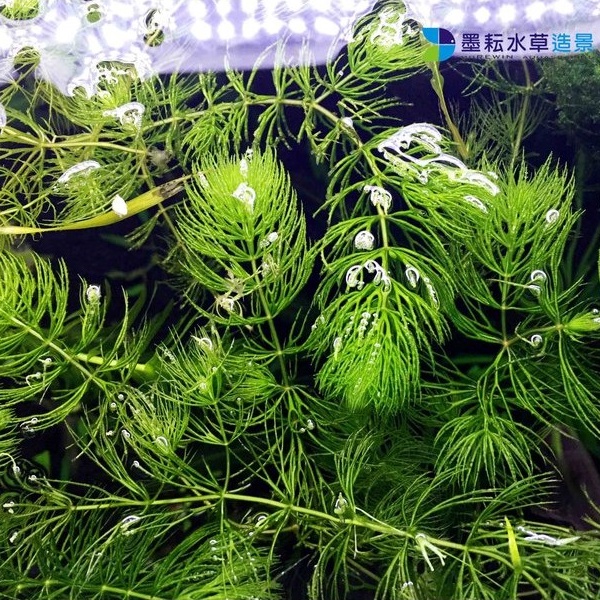 墨耘水草 金魚藻 水中葉 5株 元後景不需co2 耐熱陰性草新手級 蝦皮購物